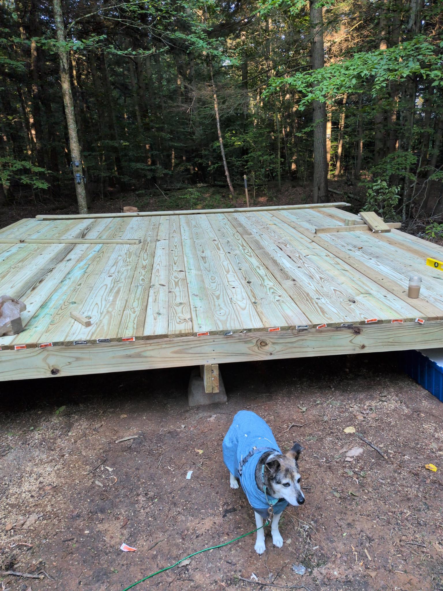 Finished deck with Abby the rat terrier in a blue coat