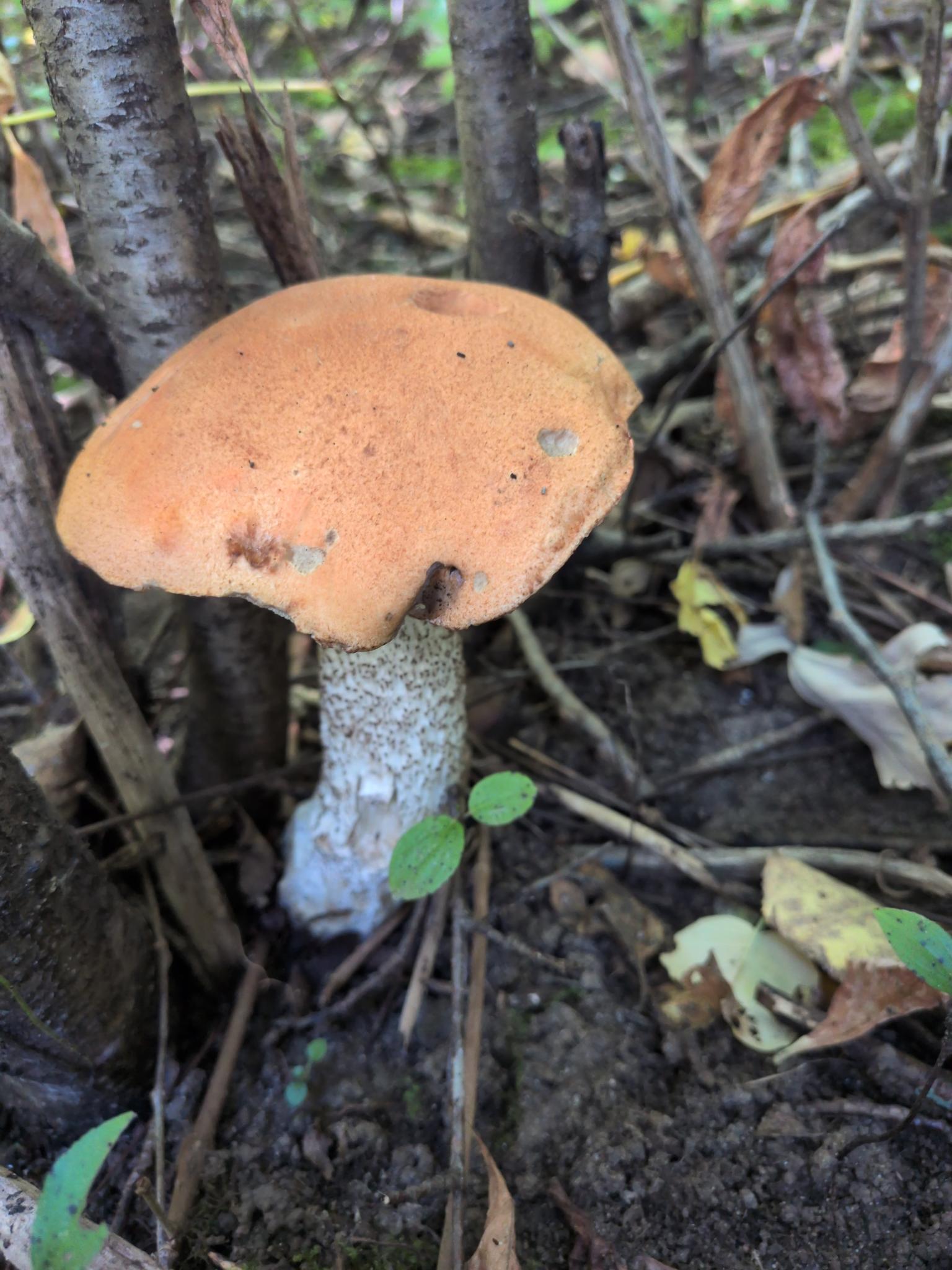 Aspen mushroom with an orange cap growing in the forest floor