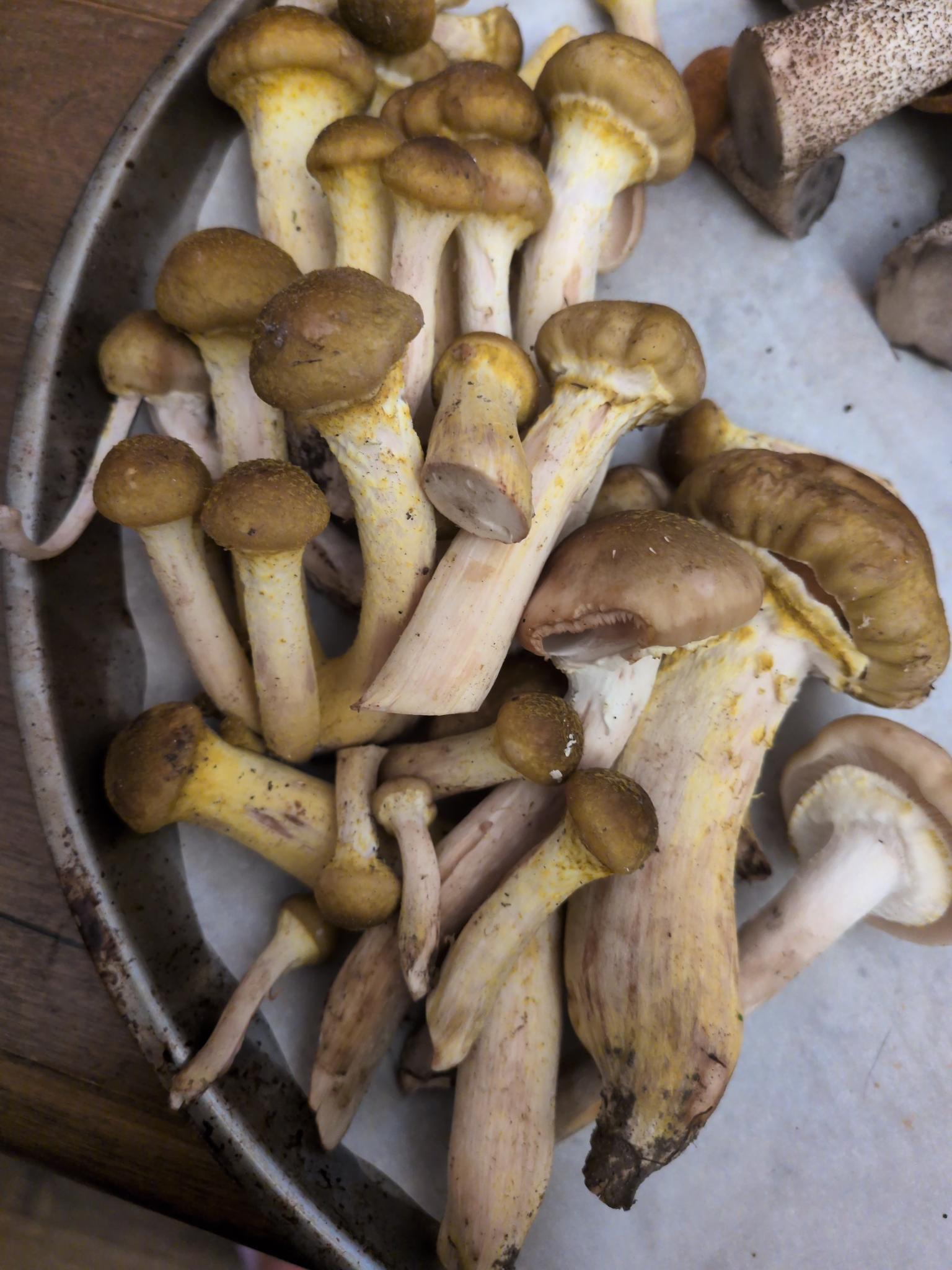 Tray of cleaned honey mushrooms