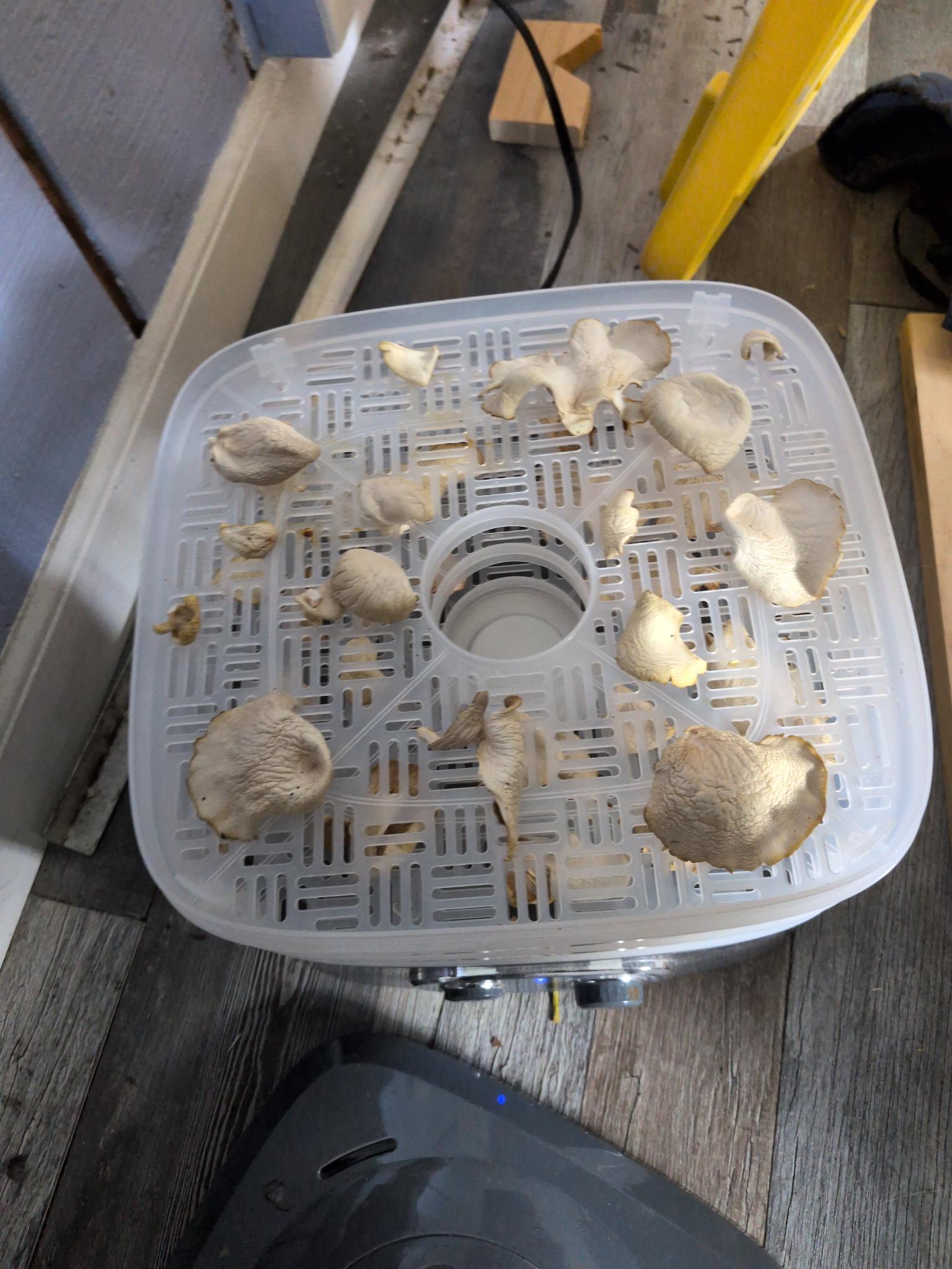 Foraged mushrooms drying on a dehydrator tray