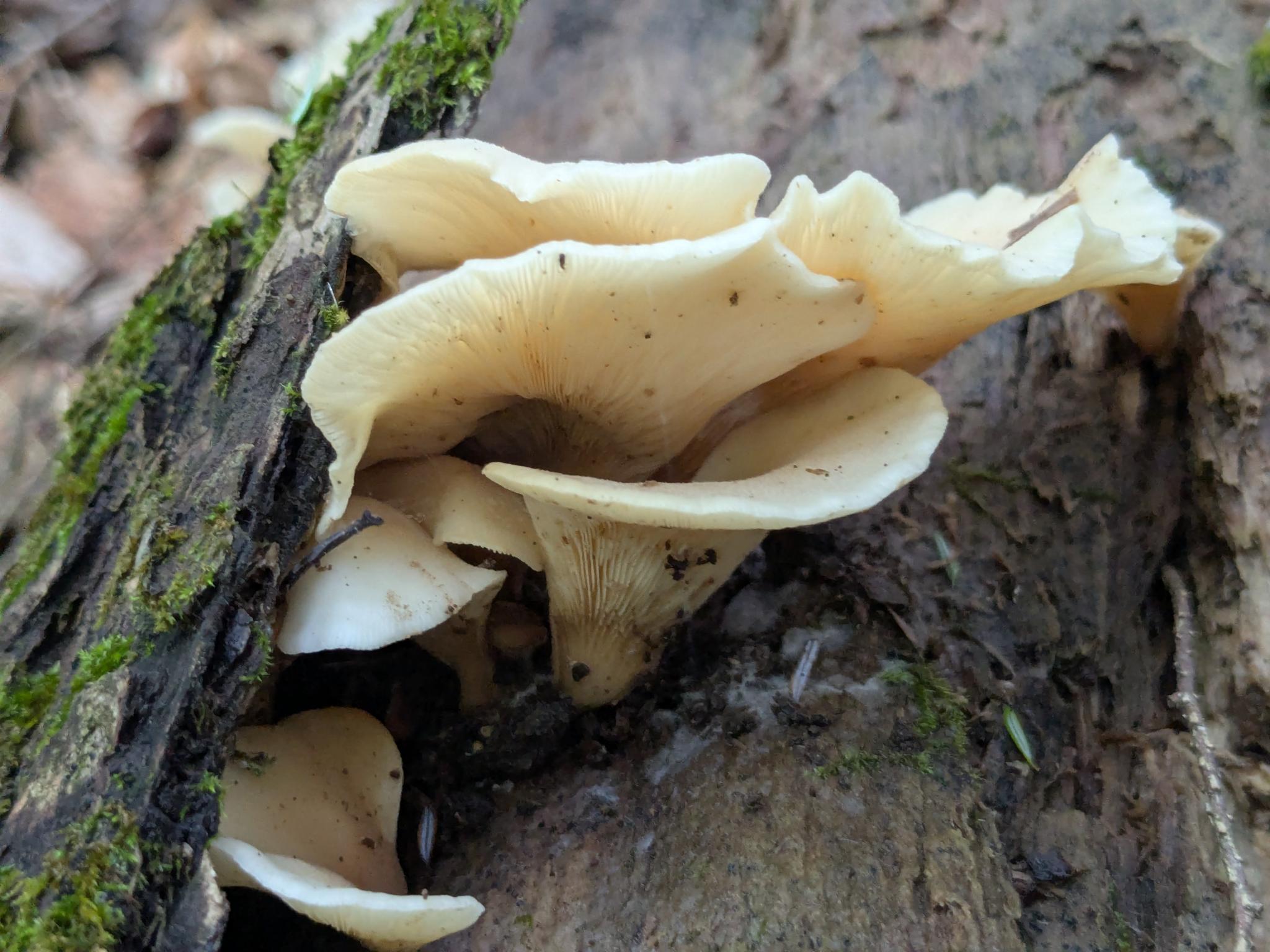 Cluster of oyster mushrooms growing on a mossy log