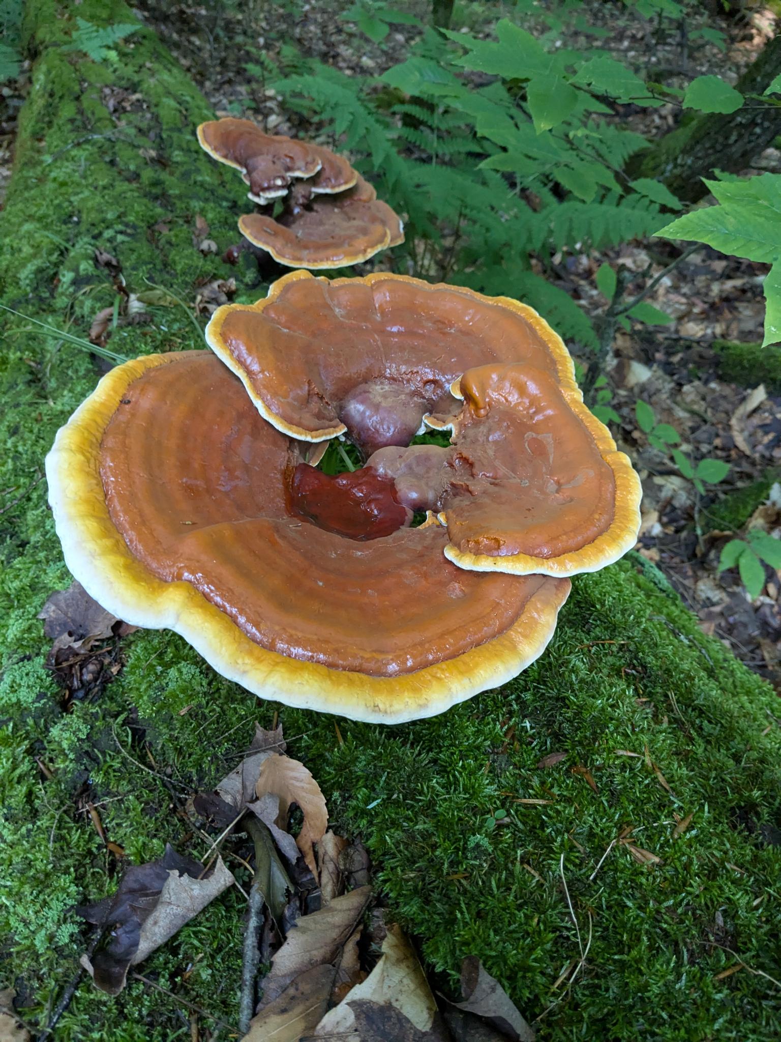 Reishi shelf fungus growing on mossy ground