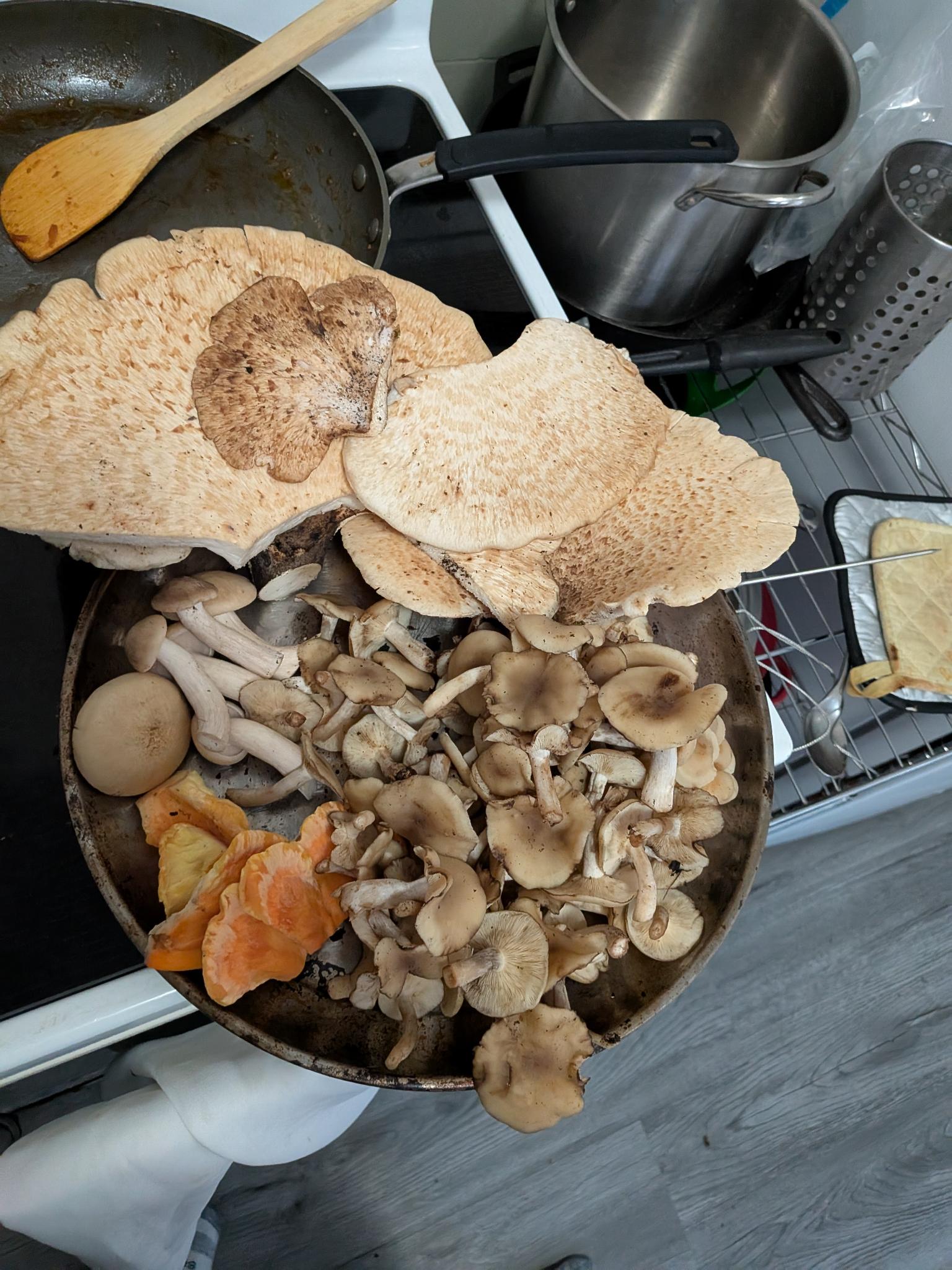 Skillet full of mixed foraged mushrooms cooking