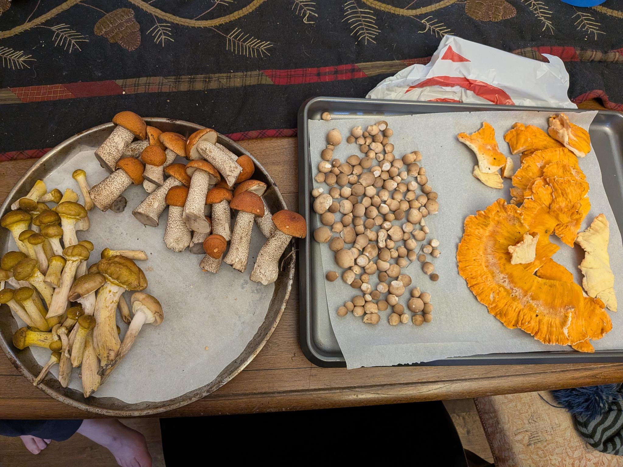 A day's foraged mushroom haul sorted on a tray and plate