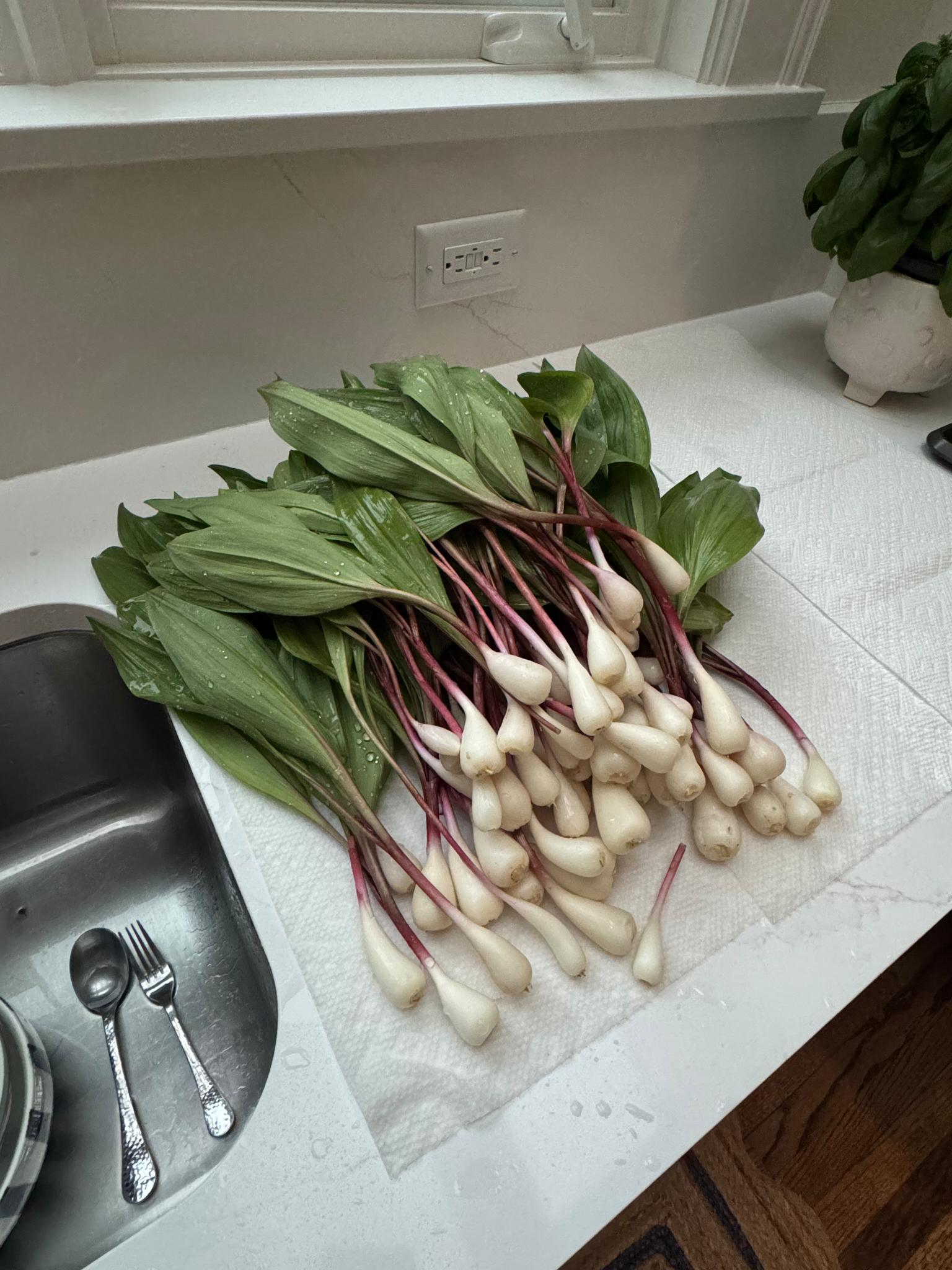 Cleaned ramps laid out on a paper towel, white bulbs and red stems