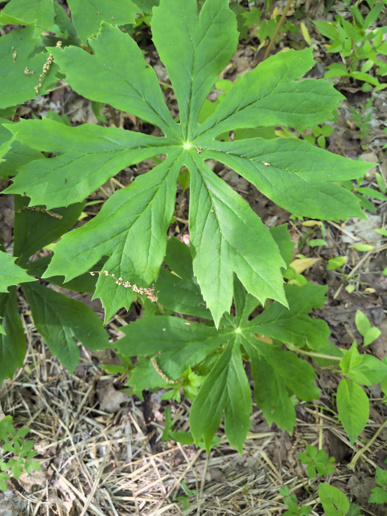 Young mayapple plants with umbrella-shaped leaves on the forest floor